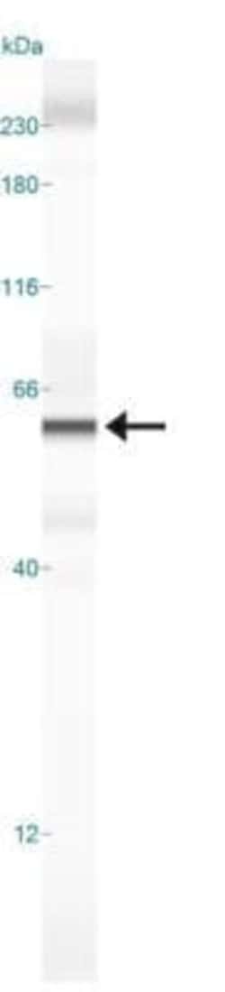 DUX4 Antibody (P4H2) - Azide and BSA Free, Novus Biologicals 0.1 mL; Unconjugated:Antibodies,